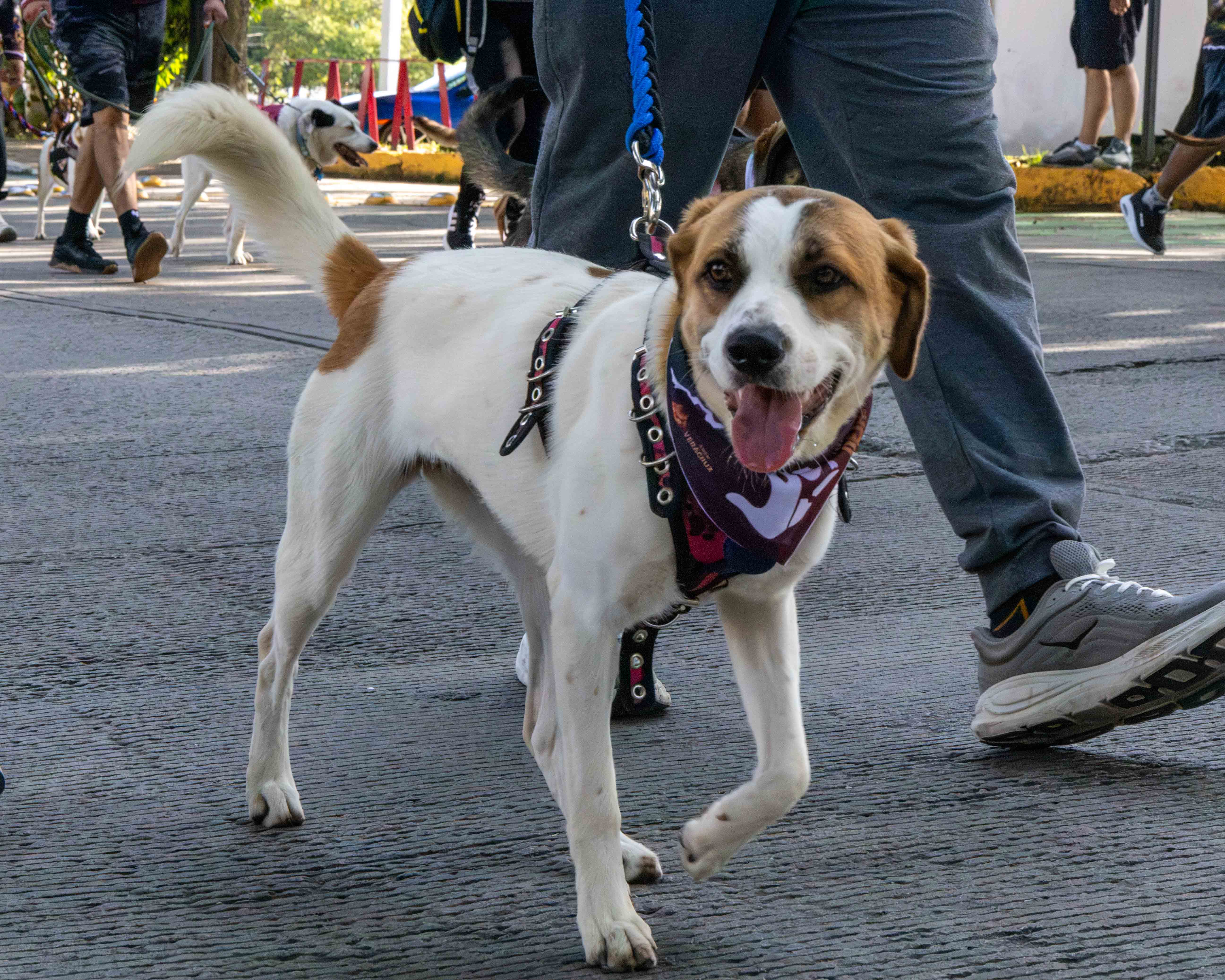 Carrera y Caminata Dejando Huella 2026